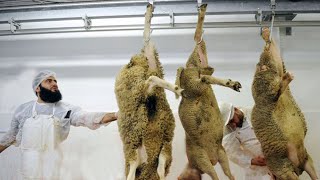 Sheep Farming, Processing Technology - Lamb Born Method & Milking Harvest Factory