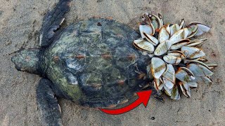 Quitando PERCEBES del caparazón de TORTUGAS MARINAS en México y España | Limpiando Tortugas - Quom