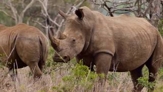 The Cycle of Life rides for rhinos