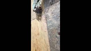 Tegu vs Hamster 2