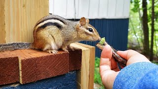 모유 먹이느라 지친 다람쥐에게 애벌레를 줬더니.. Offering A Caterpillar To Exhausted Mother Chipmunk Joony