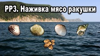 Русская Рыбалка 3. Наживка мясо ракушки. Ракушки. Морской еж.