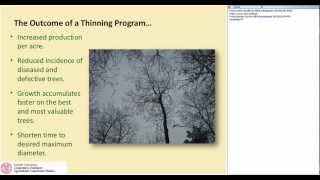 Thinning Hardwood Forests for Health and Productivity