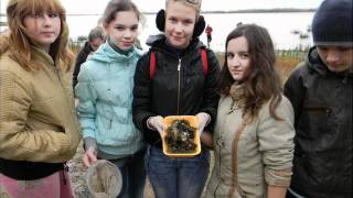 моллюски