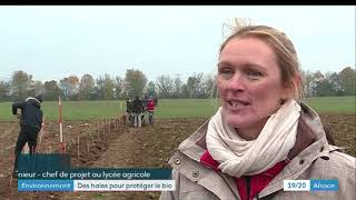 À Obernai, on plante des haies pour l'agriculture biologique