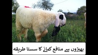 how to start goat and sheep farming in Pakistan and India | بھیڑیں پالنے کا آسان طریقہ
