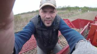Завершение посадки картофеля