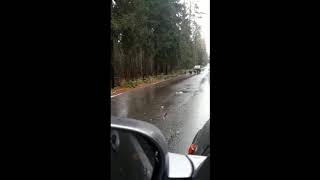 Езда на собаках.