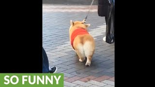 Corgi knows how to shake that booty