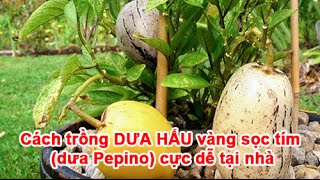 Cách trồng dưa hấu vàng sọc tím (dưa Pepino) cực dễ tại nhà