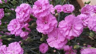 ❤ДАЧНЫЙ ВЛОГ. КРАСИВЫЕ ЦВЕТЫ В САДУ! 18.06.2019❤