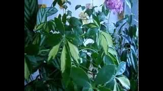 Просто цветы ( фикус, замиокулькас, маранта, калатея и другие )