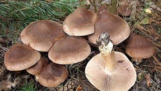 ?Рядовки коричневые.Трутовики великолепные.Грибы.Лес.