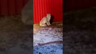 На Камчатке обессиленную рысь едва не растерзали собаки