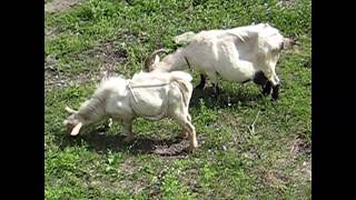 КОЗА В ЛИФЧИКЕ (GOAT IN BRA)