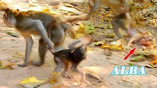 NEVER SEEN BAD MONKEY KIDNAPPED ALBA, BABY ALBA DEEP FEAR & CRY...