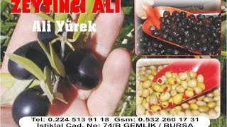 Zeytinci Ali - Gemlik Zeytini