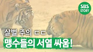 맹수들의 서열 싸움! 승자는?! | TV동물농장 (Animal Farm) | SBS Story