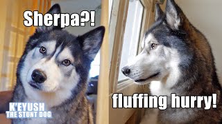 Husky Shocked to be Reunited With Best Friend! He Can't Believe His Ears!