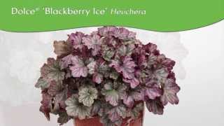 Proven Winners® Gardener Channel: Proven Winners® Dolce® 'Blackberry Ice' Heuchera