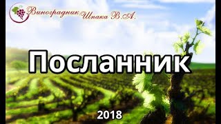 Посланник урожая 2018 года
