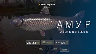 РУССКАЯ РЫБАЛКА 4 | RF4 - ТРОФЕЙНЫЙ АМУР, ОЗ.МЕДВЕЖЬЕ