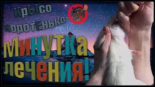 Минутка лечения, или как выпоить крысе лекарство "насильно"? (Fancy Rats | Декоративные Крысы)