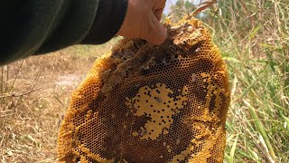 Đi thăm bẫy rắn lấy được tổ ông ruồi khổng lồ