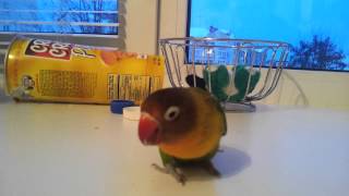 Fischer's Lovebird | Неразлучник Фишера