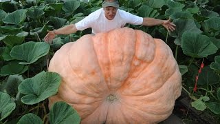 Самая гигантская тыква весом 907 кг.