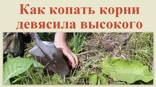 Как копать корни девясила высокого
