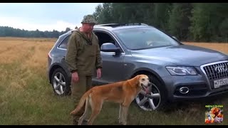 Шалободовская дорожка и русские гончие .