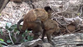 Capuchin monkey mount / Cópula macaco-prego
