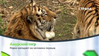 Амурский тигр | Природа | Телеканал "Страна"