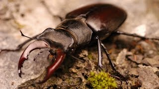 Жук-олень: полет | Stag beetle: flight (Lucanus cervus)