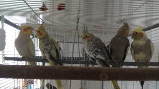 #harizma_ptichka
Реакция самцов корелл на свист