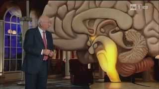 Il centro instintivo motorio