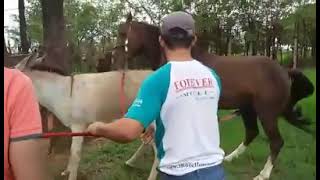 CAVALO COBERTURAS Austin Ryon