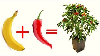 TERRA + BANANA + PEPERONCINO uniscili ed il risultato ti sorprenderà