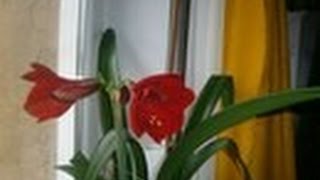 Гиппеаструм комнатное растение(домашняя лилия).