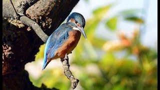 Успокаивающее пение птиц (НА ВИДЕО РЕАЛЬНЫЕ КАДРЫ ЖИВОГО ЛЕСА) Звуки природы