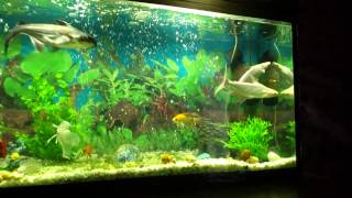 My 250 gallon aquarium