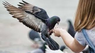 Сравнение ударной мощи Вооружённых Сил России и Америки