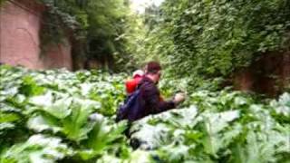 Борщевик в Таракановском форте