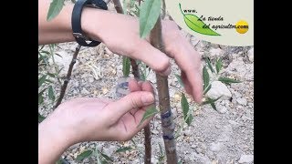 Cómo injertar en "T" (Almendro) - La Tienda del Agricultor