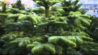 Euromaxx Adventskalender: Weihnachtsbaum | Euromaxx