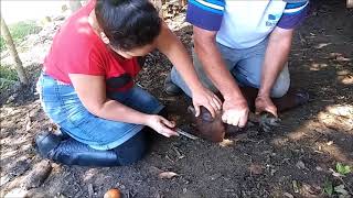 CASTRAÇÃO DE  PORCO CAIPIRA. #ÉASSIMQUENOISFAIS