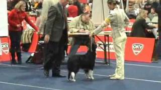 Nexee - dog show Wels, Austria