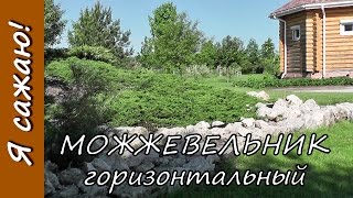 МОЖЖЕВЕЛЬНИК горизонтальный в моём саду. Я сажаю.