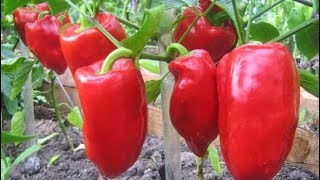 САМЫЕ УРОЖАЙНЫЕ  КРАСНЫЕ ПЕРЦЫ